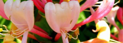 Мое весеннее настроение - помады и блески цвета фуксии