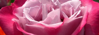 Блеск для губ Guerlain KissKiss Gloss № 864