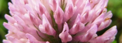 Тени Color Intrigue Eyeshadow Duo от Elizabeth Arden