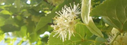 Мои волосы сказали: "Да!"...огурцу с ежедневным шампунем для окрашенных и поврежденных волос Yes to Cucumbers