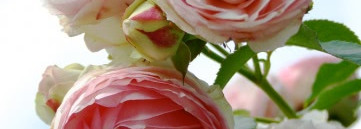 Аптечная розовая вода с 400-летней историей. Santa Maria Novella - Acqua di Rose - Освежающий лосьон для тела и лица