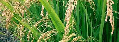 Питательная маска - KenzoKi Sensual Marshmallow Mask