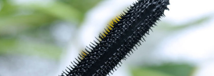 MAC In Extreme Dimension 3D Black Lash Mascara - тушь, которая способна удивить даже обладательниц весьма скромных ресниц