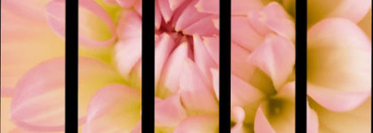 Sisley L'Orchidee Corail highlighter blush with white lily # 3 - румяна-хайлайтер с белой лилией и чудесным летним оттенком