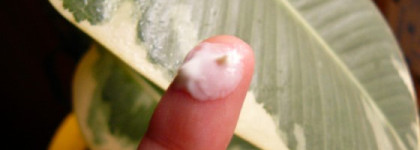 Пополнения в косметичке