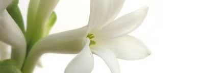 А вы любите или ненавидите туберозу?