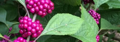 Tatcha Beautyberry Camelia Lip Balm / Красивоплодник и камелия