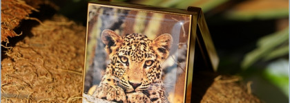 Chantecaille Luminescent Eye Shade Leopard Wild Bronze