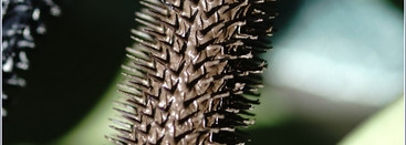 Max Factor False Lash Effect #Black Brown - заменит ли Chanel Le Volume?