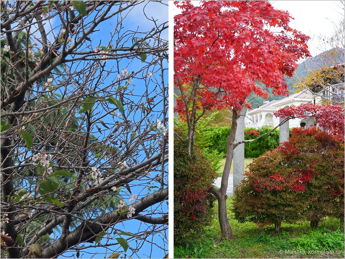 Ханами / Момидзи, Октябрь 2025