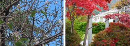 La Collection Privée Christian Dior Sakura edp: европейская нишевая парфюмерия и Япония в одном флаконе