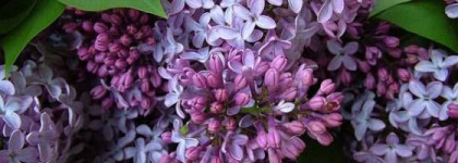 Мои ароматы, или какой бы была их реклама, если её делала бы я. Часть 2