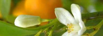 Уход за телом с Loccitane