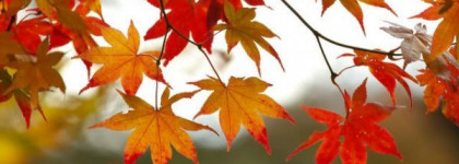 Три осенних аромата: Gucci Guilty, Gucci Flora, Chloe