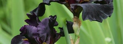 Лак для ногтей «100%цвета» Фиолетовый Ирис от Oriflame