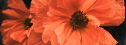 Танцуют все! Dance Legend #318