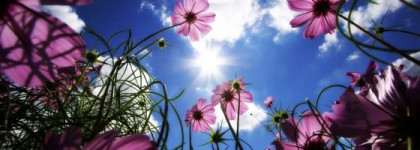 Увядшая роза или розовые ромашки на солнце - Avon speed dry+ "Sateen"?