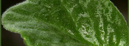 Потрясающая Mimosa Pour Moi от  L`Artisan Parfumeur