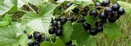 Потрясающая Mimosa Pour Moi от  L`Artisan Parfumeur