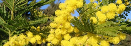 Потрясающая Mimosa Pour Moi от  L`Artisan Parfumeur