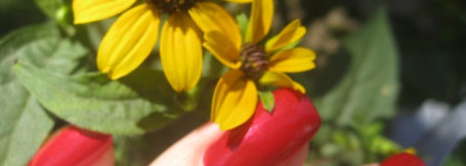 Chanel Le Vernis Nail Colour 587 Rouge Carat