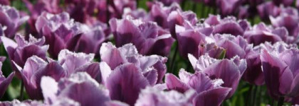 "Капельки счастья" - мои ароматы