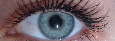 Сравнение несравнимого: Mary Kay Ultimate Mascara(№01), Givenchy Phenomen Eyes Mascara(black), Vivienne Sabo "Delices pour cils"(black)