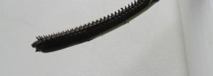 Clinique high lengths mascara