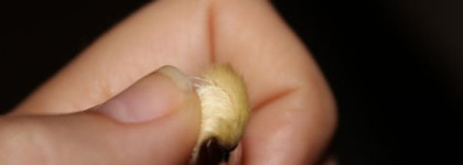 Чудо МАС - кисти