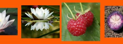 Escada Taj Sunset-сочный аромат незабываемого отпуска