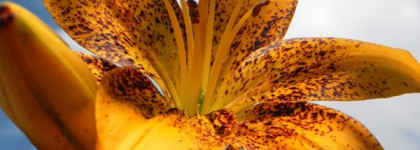 Моя новая любовь :Issey Miyake L’eau d’Issey