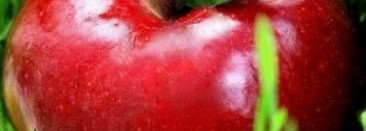 Фруктовая парочка OPI