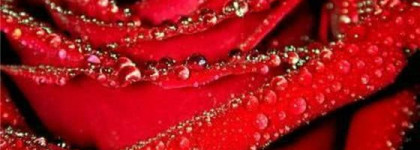 Korres Wild Rose 24-hour moisturiser for normal/dry skin SPF 6. Любовь с первого нанесения