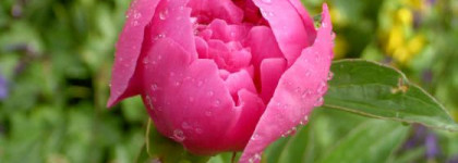 Божественный пион Yves Rocher