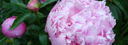 Божественный пион Yves Rocher