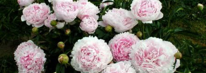 Божественный пион Yves Rocher