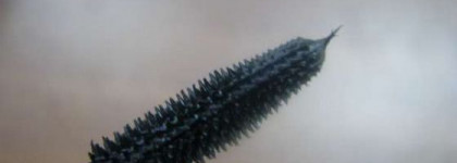 Новая тушь,придающая объем Max Factor Xperience