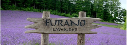 Лавандовые лаки - 5 штучек от Фиолетового к Розовому