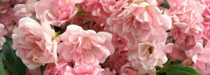 Аромат зимнего дня (моя коллекция парфюмов)