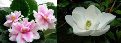 Аромат зимнего дня (моя коллекция парфюмов)