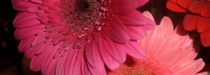 Мои металлические розы. Guerlain Ecrin 6 Couleurs Rue de Volie (лимитка весна 2011) и другие