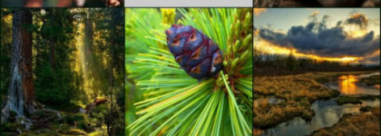 Nimere Parfums. Taiga Whispers\Шепот Тайги