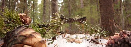 Nimere Parfums. Taiga Whispers\Шепот Тайги