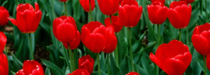 Tulipe Rouge от Esquisse Parfum - Красный Тюльпан