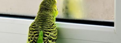 Обзор теней YSL Ombres 5 Lumieres в моей косметичке