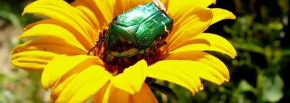 Зеленка для ногтей.  essence multi dimension “с блеском XXXL”