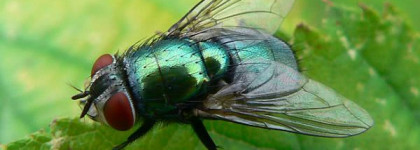 Зеленка для ногтей.  essence multi dimension “с блеском XXXL”