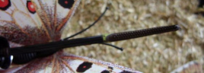 Танцы с осиным жалом Clinique High Lengths Mascara