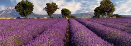 Лаванда, Л'Окситан и Прованс