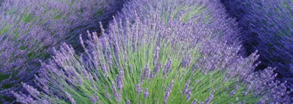 Лаванда, Л'Окситан и Прованс